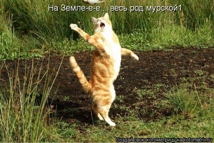На Земле-е-е... весь род мурской1... Котоматрица: На Земле-е-е... весь род мурской1