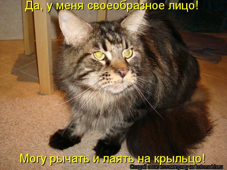 Да, у меня своеобразное лицо! Могу рычать и лаять на крыльцо!... Котоматрица: Да, у меня своеобразное лицо! Могу рычать и лаять на крыльцо!