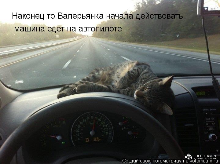 Наконец то Валерьянка начала действовать машина едет на автопилоте... Котоматрица: Наконец то Валерьянка начала действовать машина едет на автопилоте