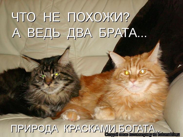 ЧТО НЕ ПОХОЖИ? А ВЕДЬ ДВА БРАТА... ПРИРОДА КРАСКАМИ БОГАТА..... Котоматрица: ЧТО НЕ ПОХОЖИ? А ВЕДЬ ДВА БРАТА... ПРИРОДА КРАСКАМИ БОГАТА..
