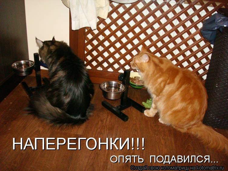 ОПЯТЬ ПОДАВИЛСЯ... НАПЕРЕГОНКИ!!!... Котоматрица: ОПЯТЬ ПОДАВИЛСЯ... НАПЕРЕГОНКИ!!!