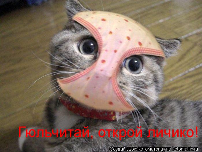 Гюльчитай, открой личико! Гюльчитай, открой личико!... Котоматрица: Гюльчитай, открой личико! Гюльчитай, открой личико!