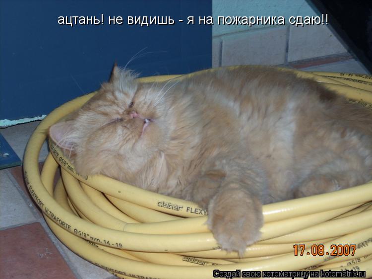 ацтань! не видишь - я на пожарника сдаю!!... Котоматрица: ацтань! не видишь - я на пожарника сдаю!!