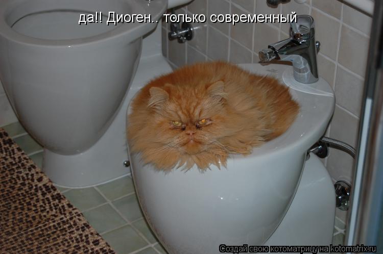 да!! Диоген.. только современный... Котоматрица: да!! Диоген.. только современный