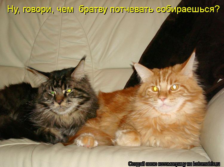 Ну, говори, чем братву потчевать собираешься?... Котоматрица: Ну, говори, чем братву потчевать собираешься?