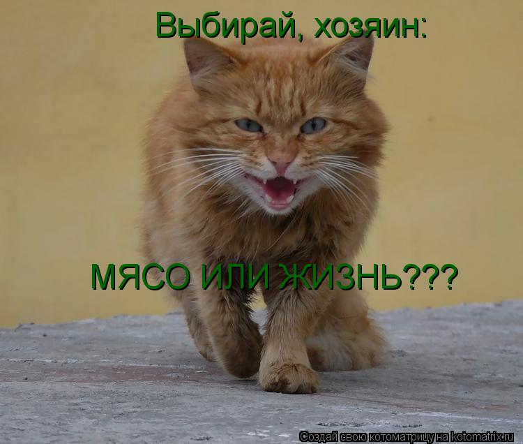 Выбирай, хозяин: МЯСО ИЛИ ЖИЗНЬ???... Котоматрица: Выбирай, хозяин: МЯСО ИЛИ ЖИЗНЬ???