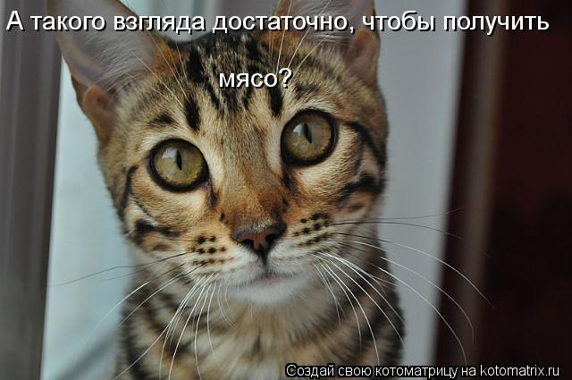 мясо? А такого взгляда достаточно, чтобы получить... Котоматрица: мясо? А такого взгляда достаточно, чтобы получить