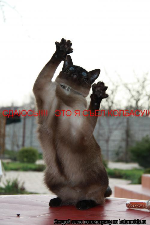 СДАЮСЬ!!!! ЭТО Я СЪЕЛ КОЛБАСУ!!!... Котоматрица: СДАЮСЬ!!!! ЭТО Я СЪЕЛ КОЛБАСУ!!!