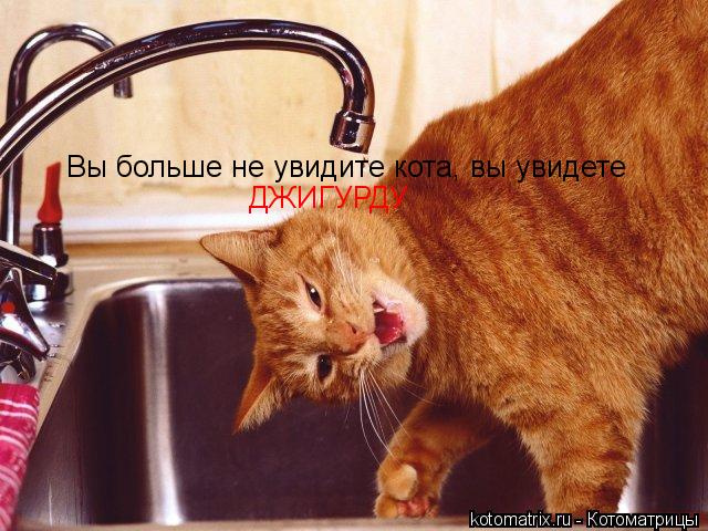 Вы больше не увидите кота, вы увидете ДЖИГУРДУ... Котоматрица: Вы больше не увидите кота, вы увидете ДЖИГУРДУ