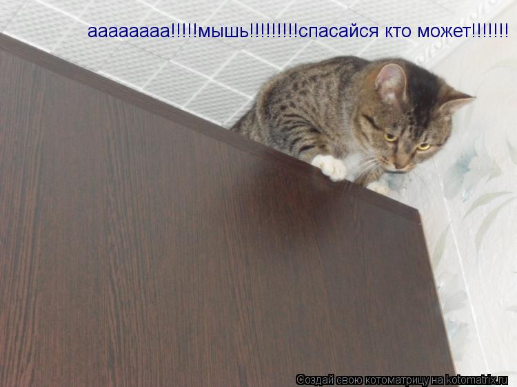 аааааааа!!!!!мышь!!!!!!!!!спасайся кто может!!!!!!!... Котоматрица: аааааааа!!!!!мышь!!!!!!!!!спасайся кто может!!!!!!!