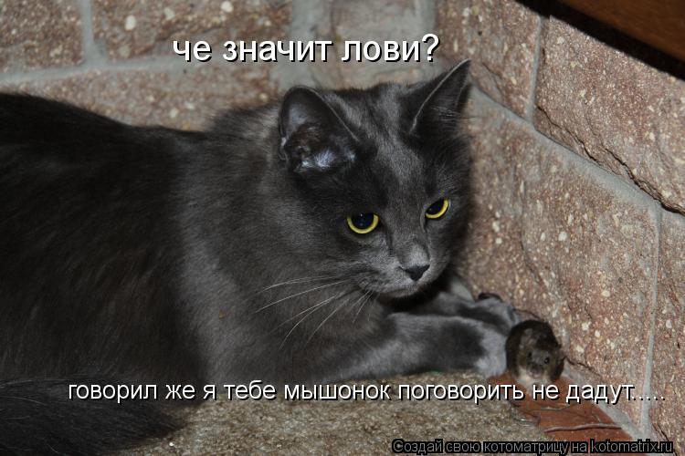че значит лови? говорил же я тебе мышонок поговорить не дадут........ Котоматрица: че значит лови? говорил же я тебе мышонок поговорить не дадут.....