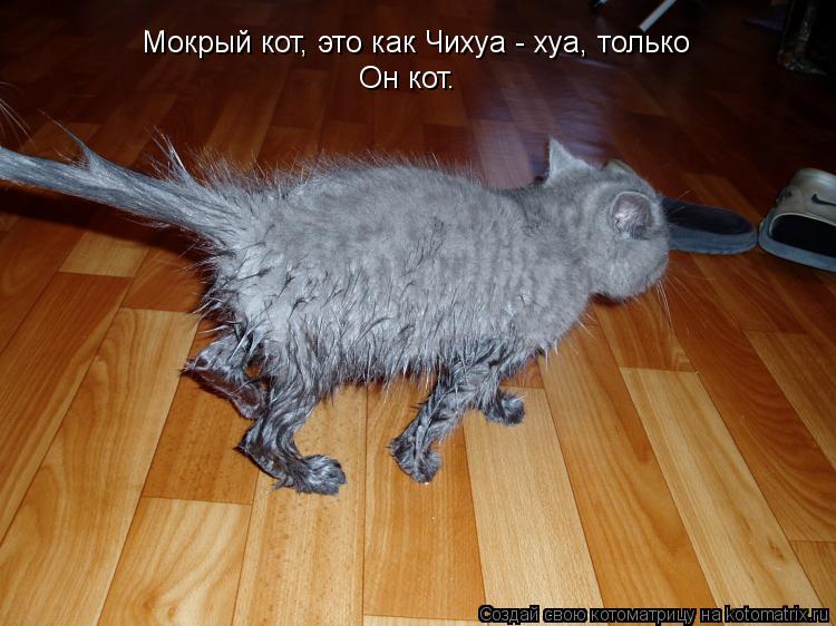 Мокрый кот, это как Чихуа - хуа, только Он кот.... Котоматрица: Мокрый кот, это как Чихуа - хуа, только Он кот.