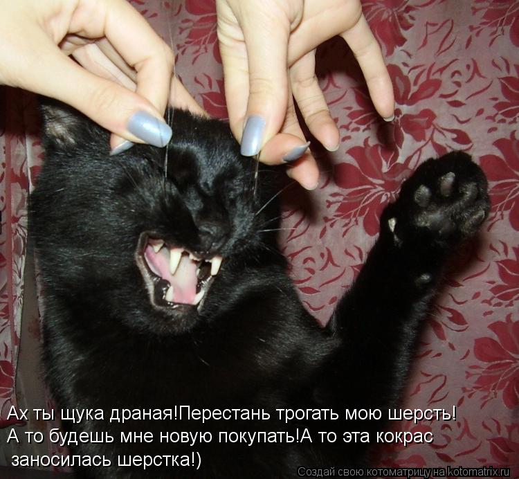 Ах ты щука драная!Перестань трогать мою шерсть! А то будешь мне новую покупать!А то эта кокрас заноси... Котоматрица: Ах ты щука драная!Перестань трогать мою шерсть! А то будешь мне новую покупать!А то эта кокрас заносилась шерстка!)
