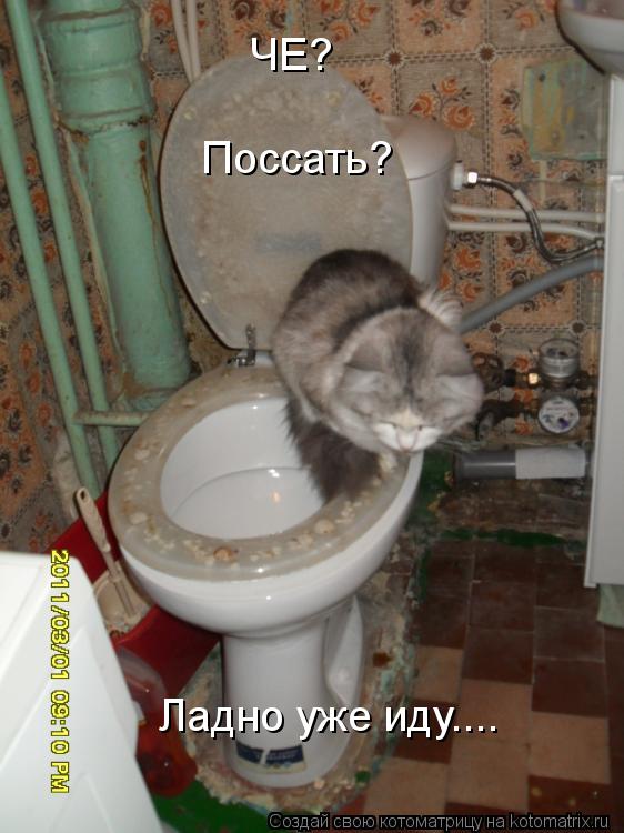 Котоматрица: ЧЕ? Поссать? Ладно уже иду....