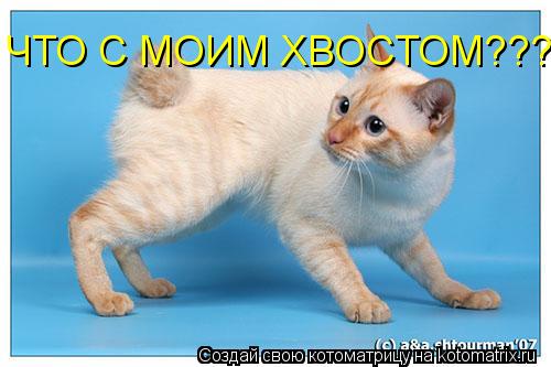 ЧТО С МОИМ ХВОСТОМ???... Котоматрица: ЧТО С МОИМ ХВОСТОМ???