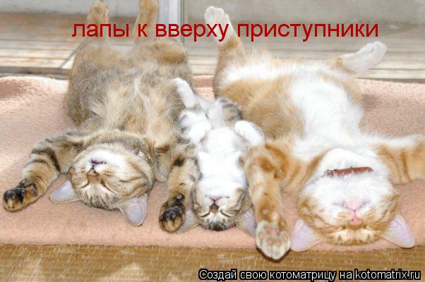 лапы к вверху приступники... Котоматрица: лапы к вверху приступники