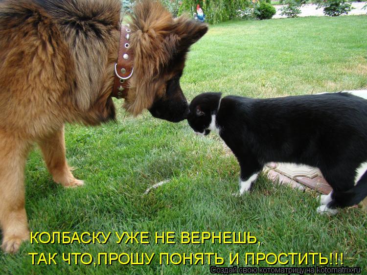 ТАК ЧТО,ПРОШУ ПОНЯТЬ И ПРОСТИТЬ!!! КОЛБАСКУ УЖЕ НЕ ВЕРНЕШЬ,... Котоматрица: ТАК ЧТО,ПРОШУ ПОНЯТЬ И ПРОСТИТЬ!!! КОЛБАСКУ УЖЕ НЕ ВЕРНЕШЬ,