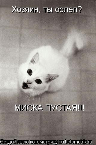 Хозяин, ты ослеп? МИСКА ПУСТАЯ!!!... Котоматрица: Хозяин, ты ослеп? МИСКА ПУСТАЯ!!!