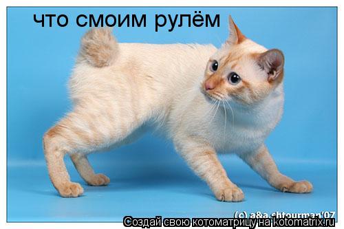 что смоим рулём... Котоматрица: что смоим рулём
