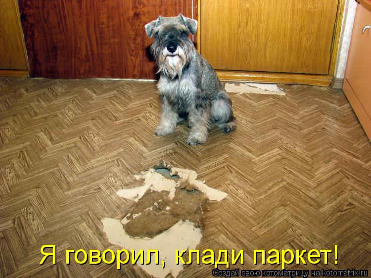 Я говорил, клади паркет!... Котоматрица: Я говорил, клади паркет!