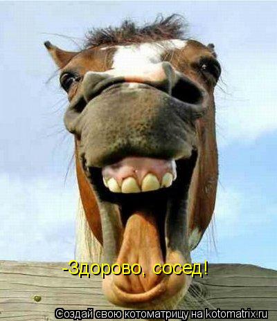 -Здорово, сосед!... Котоматрица: -Здорово, сосед!