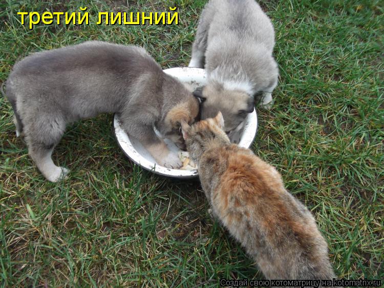 третий лишний... Котоматрица: третий лишний