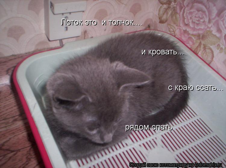 Лоток это и толчок.... и кровать... c краю ссать... рядом спать... Котоматрица: Лоток это и толчок.... и кровать... c краю ссать... рядом спать