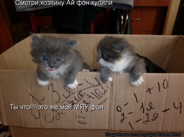 Смотри,хозяину Ай фон купили Ты что!!!!это же мой МЯУ фон... Котоматрица: Смотри,хозяину Ай фон купили Ты что!!!!это же мой МЯУ фон
