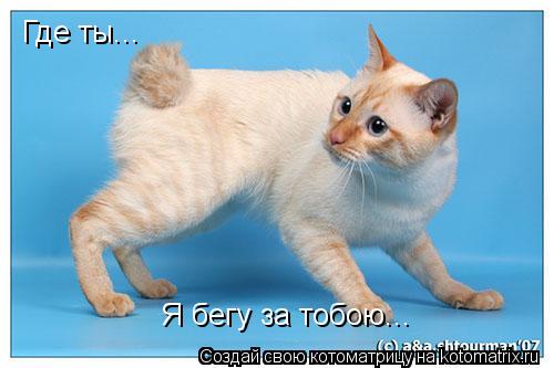Где ты... Я бегу за тобою...... Котоматрица: Где ты... Я бегу за тобою...