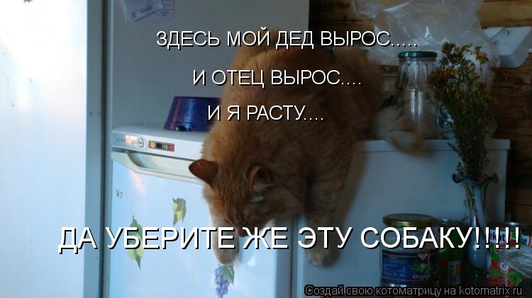 Котоматрица: ЗДЕСЬ МОЙ ДЕД ВЫРОС..... И ОТЕЦ ВЫРОС.... И Я РАСТУ.... ДА УБЕРИТЕ ЖЕ ЭТУ СОБАКУ!!!!!