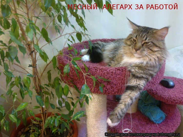 МЕСНЫЙ АЛЕГАРХ ЗА РАБОТОЙ... Котоматрица: МЕСНЫЙ АЛЕГАРХ ЗА РАБОТОЙ