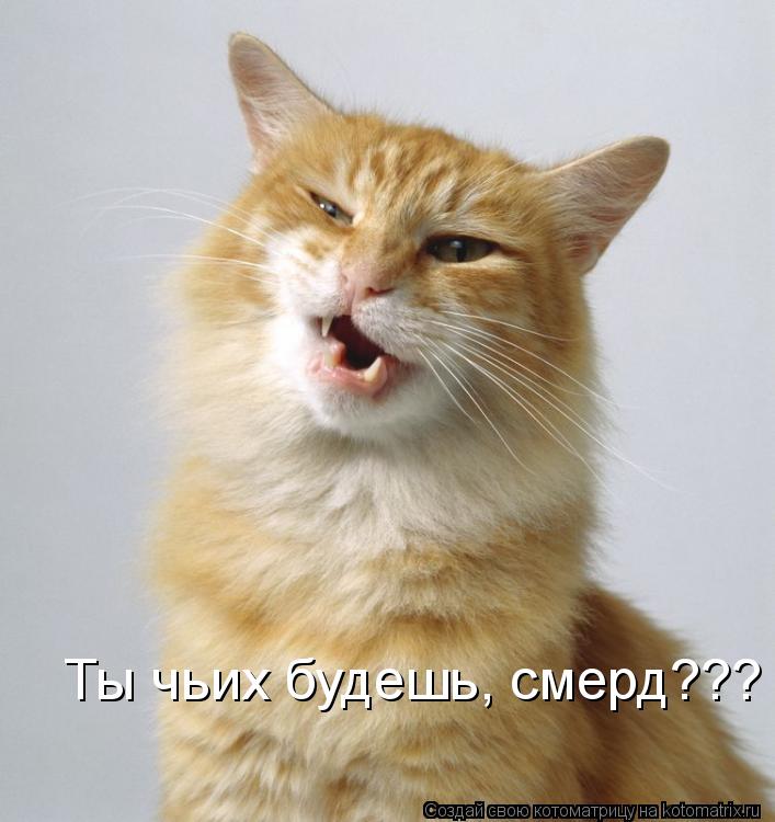 Ты чьих будешь, смерд???... Котоматрица: Ты чьих будешь, смерд???