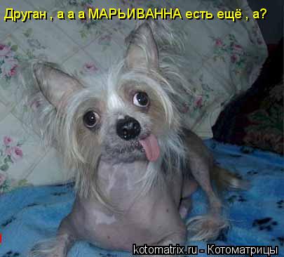 Друган , а а а МАРЬИВАННА есть ещё , а?... Котоматрица: Друган , а а а МАРЬИВАННА есть ещё , а?