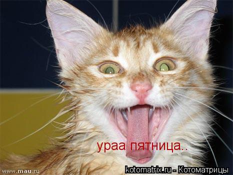 ураа пятница..... Котоматрица: ураа пятница..