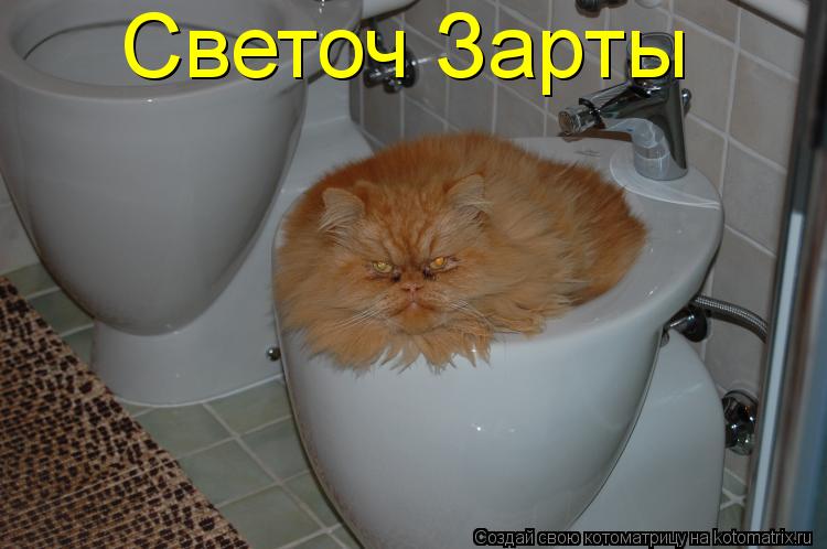 Светоч Зарты... Котоматрица: Светоч Зарты