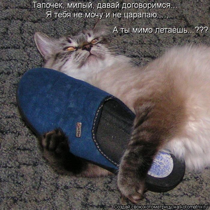 Тапочек, милый, давай договоримся... Я тебя не мочу и не царапаю...., А ты мимо летаешь...???... Котоматрица: Тапочек, милый, давай договоримся... Я тебя не мочу и не царапаю...., А ты мимо летаешь...???