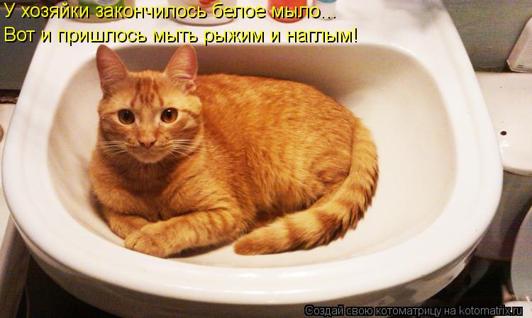 У хозяйки закончилось белое мыло... Вот и пришлось мыть рыжим и наглым!... Котоматрица: У хозяйки закончилось белое мыло... Вот и пришлось мыть рыжим и наглым!