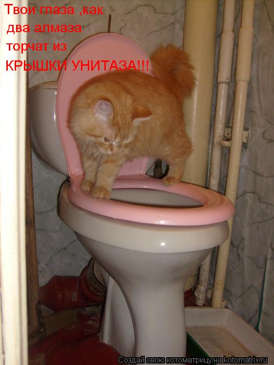 Твои глаза ,как два алмаза торчат из КРЫШКИ УНИТАЗА!!!... Котоматрица: Твои глаза ,как два алмаза торчат из КРЫШКИ УНИТАЗА!!!