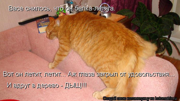 Васе снилось, что он белка-летяга. Вот он летит, летит... Аж глаза закрыл от удовольствия... И вдруг ... Котоматрица: Васе снилось, что он белка-летяга. Вот он летит, летит... Аж глаза закрыл от удовольствия... И вдруг в дерево - ДЫЩ!!!