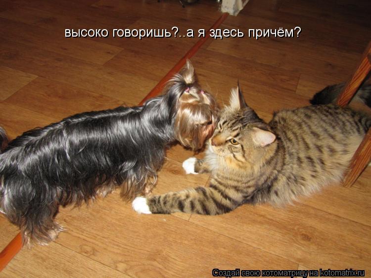 высоко говоришь?..а я здесь причём?... Котоматрица: высоко говоришь?..а я здесь причём?