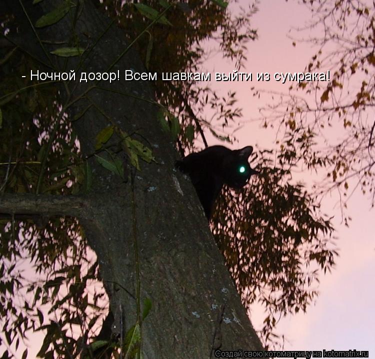 - Ночной дозор! Всем шавкам выйти из сумрака!... Котоматрица: - Ночной дозор! Всем шавкам выйти из сумрака!