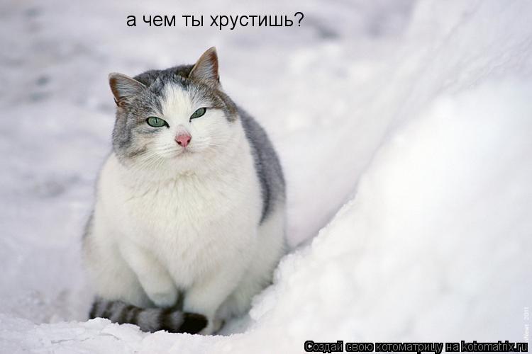 а чем ты хрустишь?... Котоматрица: а чем ты хрустишь?