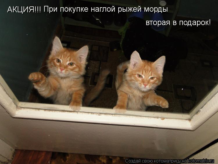 АКЦИЯ!!! При покупке наглой рыжей морды вторая в подарок!... Котоматрица: АКЦИЯ!!! При покупке наглой рыжей морды вторая в подарок!