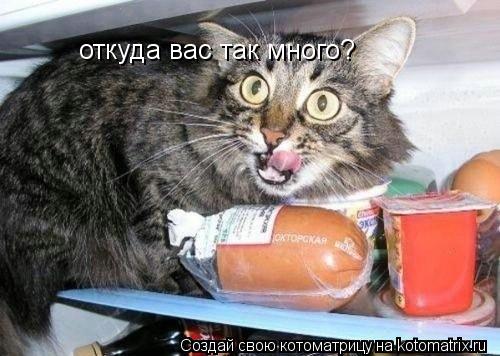 откуда вас так много?... Котоматрица: откуда вас так много?