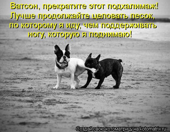 Ватсон, прекратите этот подхалимаж! Лучше продолжайте целовать песок, по которому я иду, чем поддерж... Котоматрица: Ватсон, прекратите этот подхалимаж! Лучше продолжайте целовать песок, по которому я иду, чем поддерживать ногу, которую я поднимаю!