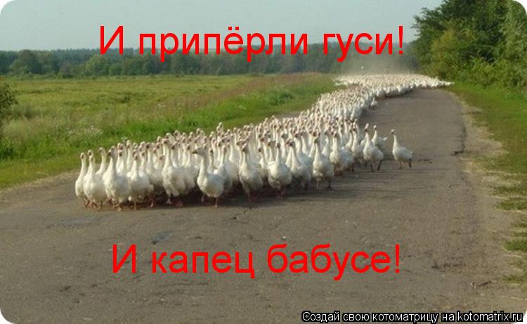 И припёрли гуси! И капец бабусе!... Котоматрица: И припёрли гуси! И капец бабусе!