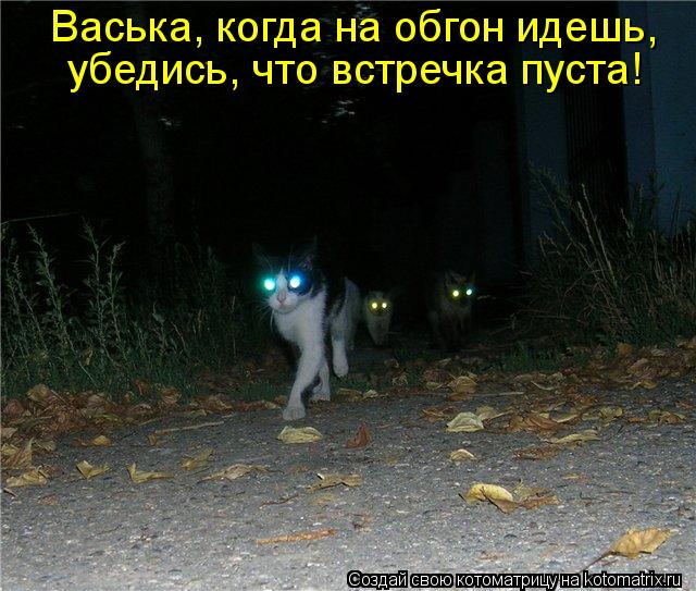 Васька, когда на обгон идешь, убедись, что встречка пуста!... Котоматрица: Васька, когда на обгон идешь, убедись, что встречка пуста!