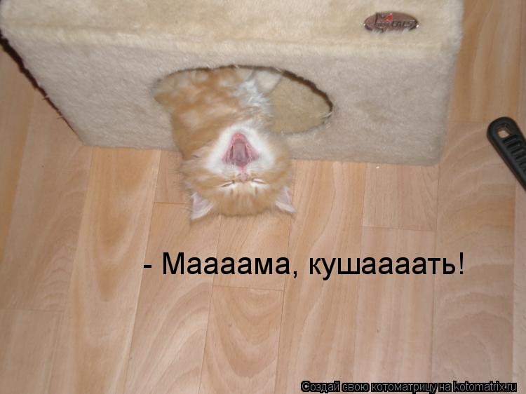 Котоматрица: - Маааама, кушаааать!