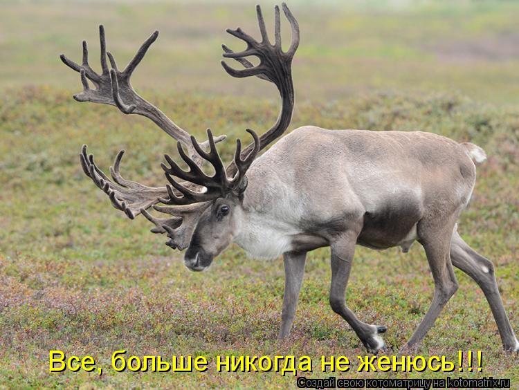 Все, больше никогда не женюсь!!!... Котоматрица: Все, больше никогда не женюсь!!!