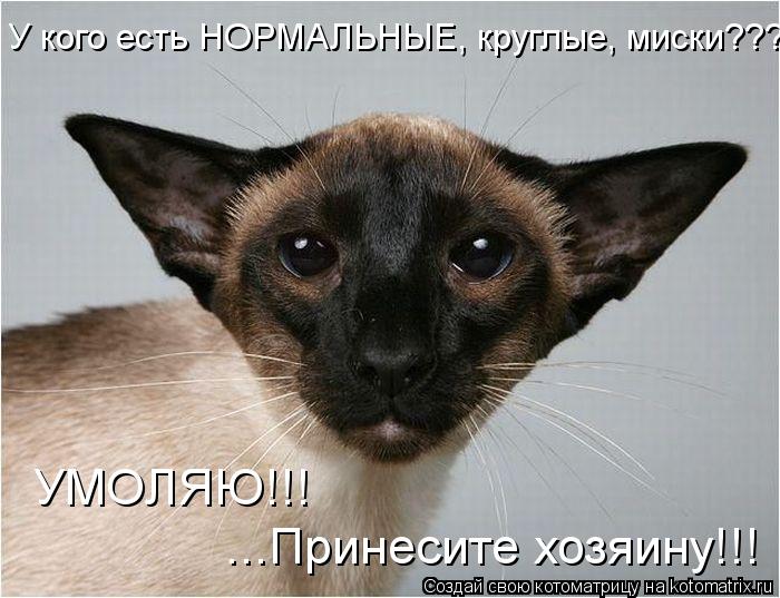 У кого есть НОРМАЛЬНЫЕ, круглые, миски??? ...Принесите хозяину!!! УМОЛЯЮ!!!... Котоматрица: У кого есть НОРМАЛЬНЫЕ, круглые, миски??? ...Принесите хозяину!!! УМОЛЯЮ!!!